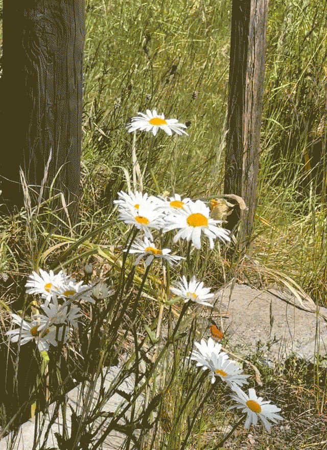 Blomster